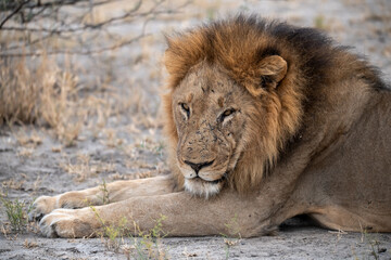 Sekoti, Powerful Male Lion Staring into the Wild – Animal of Africa