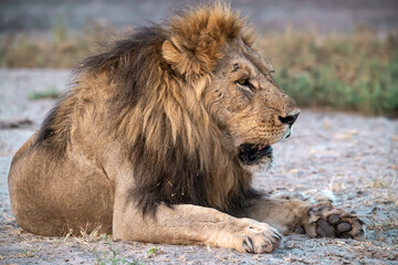 Sekoti, Powerful Male Lion Staring into the Wild – Animal of Africa