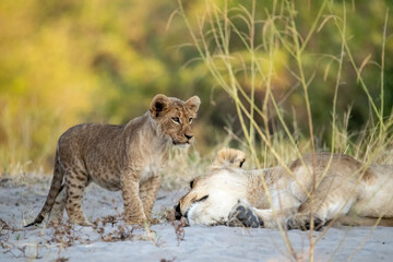 Tiny Future King – Lion Cub Close-Up – Animal of Africa