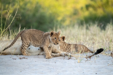 Tiny Future King – Lion Cub Close-Up – Animal of Africa