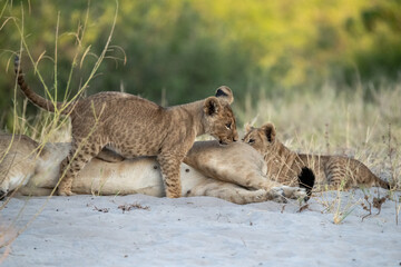 Tiny Future King – Lion Cub Close-Up – Animal of Africa