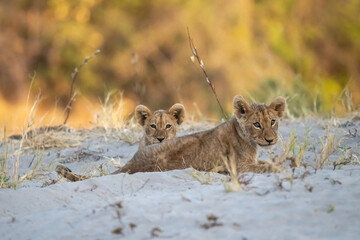 Lion cubs engage in playful activities like tumbling and play-fighting with their mothers and siblings on the savanna to develop essential survival skills, build strength, and strengthen social bonds 