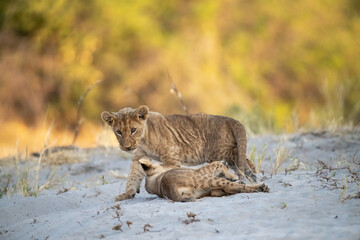 Lion cubs engage in playful activities like tumbling and play-fighting with their mothers and siblings on the savanna to develop essential survival skills, build strength, and strengthen social bonds 