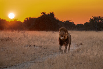 Sekoti, Powerful Male Lion Staring into the Wild – Animal of Africa