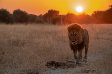 Sekoti, Powerful Male Lion Staring into the Wild – Animal of Africa