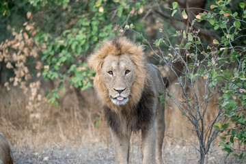Un'immagine calda e dorata cattura una famiglia di leoni appollaiata su una piccola altura al tramonto. La luce soffusa del sole africano illumina i loro volti fieri. 

