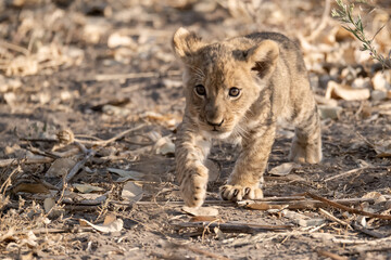 Un'immagine calda e dorata cattura una famiglia di leoni appollaiata su una piccola altura al tramonto. La luce soffusa del sole africano illumina i loro volti fieri. 

