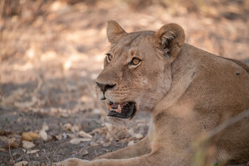 Un'immagine calda e dorata cattura una famiglia di leoni appollaiata su una piccola altura al tramonto. La luce soffusa del sole africano illumina i loro volti fieri. 

