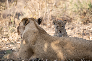 Un'immagine calda e dorata cattura una famiglia di leoni appollaiata su una piccola altura al tramonto. La luce soffusa del sole africano illumina i loro volti fieri. 


