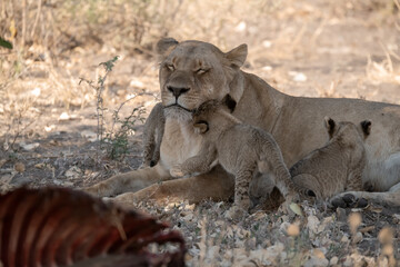 Lion cubs engage in playful activities like tumbling and play-fighting with their mothers and siblings on the savanna to develop essential survival skills, build strength, and strengthen social bonds 