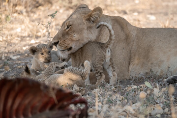 Lion cubs engage in playful activities like tumbling and play-fighting with their mothers and...