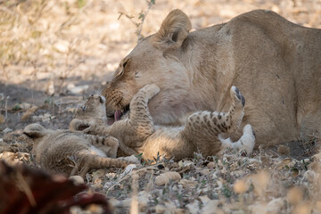 In the heart of Khwai, Botswana, a lion cub plays gently with its mother in 2025 – a touching moment of affection, playfulness, and the wild bonds of Africa - Animal of africa