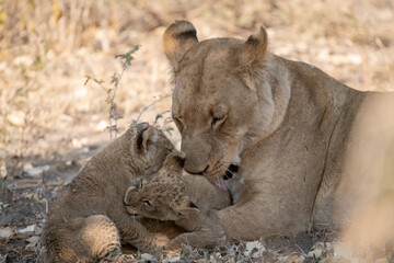 In the heart of Khwai, Botswana, a lion cub plays gently with its mother in 2025 – a touching moment of affection, playfulness, and the wild bonds of Africa - Animal of africa
