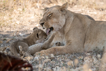 In the heart of Khwai, Botswana, a lion cub plays gently with its mother in 2025 – a touching moment of affection, playfulness, and the wild bonds of Africa - Animal of africa