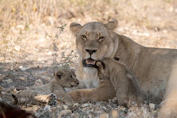 In the heart of Khwai, Botswana, a lion cub plays gently with its mother in 2025 – a touching moment of affection, playfulness, and the wild bonds of Africa - Animal of africa