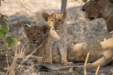In the heart of Khwai, Botswana, a lion cub plays gently with its mother in 2025 – a touching moment of affection, playfulness, and the wild bonds of Africa - Animal of africa