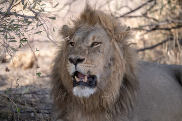 In the heart of Khwai, Botswana, a lion cub plays gently with its mother in 2025 – a touching moment of affection, playfulness, and the wild bonds of Africa - Animal of africa