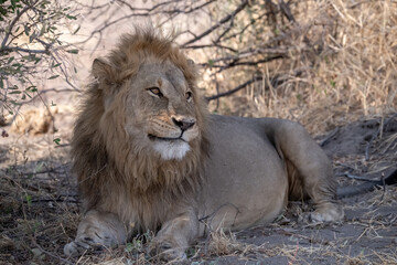 In the heart of Khwai, Botswana, a lion cub plays gently with its mother in 2025 – a touching moment of affection, playfulness, and the wild bonds of Africa - Animal of africa