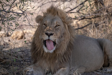 In the heart of Khwai, Botswana, a lion cub plays gently with its mother in 2025 – a touching...