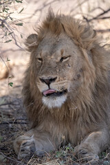 In the heart of Khwai, Botswana, a lion cub plays gently with its mother in 2025 – a touching moment of affection, playfulness, and the wild bonds of Africa - Animal of africa