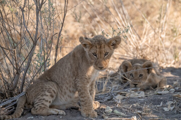 In the heart of Khwai, Botswana, a lion cub plays gently with its mother in 2025 – a touching...