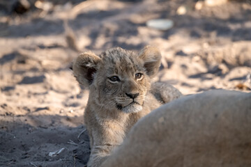 In the heart of Khwai, Botswana, a lion cub plays gently with its mother in 2025 – a touching...