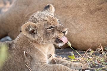 In the heart of Khwai, Botswana, a lion cub plays gently with its mother in 2025 – a touching...