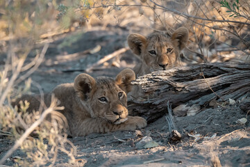 In the heart of Khwai, Botswana, a lion cub plays gently with its mother in 2025 – a touching...