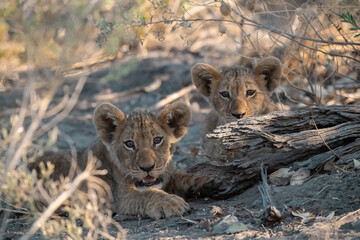 In the heart of Khwai, Botswana, a lion cub plays gently with its mother in 2025 – a touching moment of affection, playfulness, and the wild bonds of Africa - Animal of africa