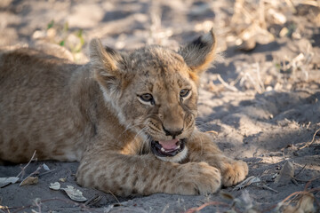 In the heart of Khwai, Botswana, a lion cub plays gently with its mother in 2025 – a touching...