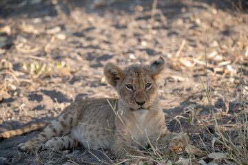 In the heart of Khwai, Botswana, a lion cub plays gently with its mother in 2025 – a touching...