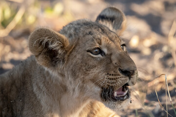 In the heart of Khwai, Botswana, a lion cub plays gently with its mother in 2025 – a touching...