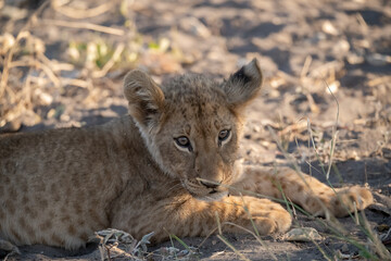 In the heart of Khwai, Botswana, a lion cub plays gently with its mother in 2025 – a touching...