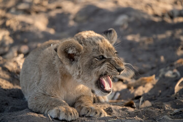 In the heart of Khwai, Botswana, a lion cub plays gently with its mother in 2025 – a touching...