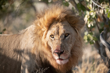 In the heart of Khwai, Botswana, a lion cub plays gently with its mother in 2025 – a touching...
