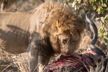 In the heart of Khwai, Botswana, a lion cub plays gently with its mother in 2025 – a touching moment of affection, playfulness, and the wild bonds of Africa - Animal of africa