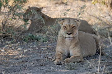 In the heart of Khwai, Botswana, a lion cub plays gently with its mother in 2025 – a touching...