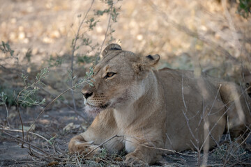In the heart of Khwai, Botswana, a lion cub plays gently with its mother in 2025 – a touching moment of affection, playfulness, and the wild bonds of Africa - Animal of africa