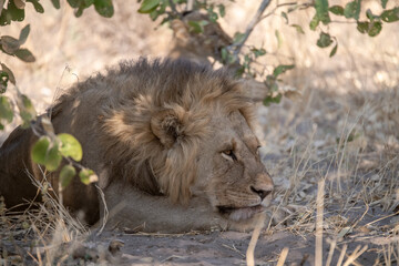 Lion cubs engage in playful activities like tumbling and play-fighting with their mothers and...