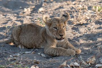 In the heart of Khwai, Botswana, a lion cub plays gently with its mother in 2025 – a touching moment of affection, playfulness, and the wild bonds of Africa - Animal of africa