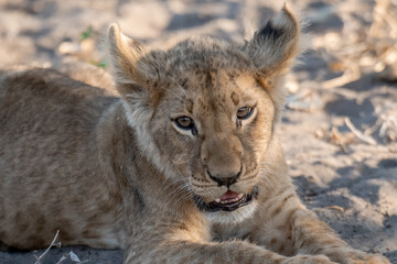 In the heart of Khwai, Botswana, a lion cub plays gently with its mother in 2025 – a touching moment of affection, playfulness, and the wild bonds of Africa - Animal of africa