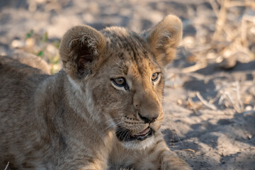In the heart of Khwai, Botswana, a lion cub plays gently with its mother in 2025 – a touching moment of affection, playfulness, and the wild bonds of Africa - Animal of africa