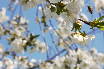 cherry blossom in spring