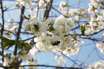 bees and cherry tree blossom