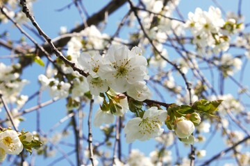 blooming cherry tree