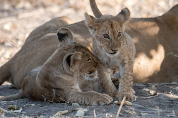 In the heart of Khwai, Botswana, a lion cub plays gently with its mother in 2025 – a touching moment of affection, playfulness, and the wild bonds of Africa - Animal of africa