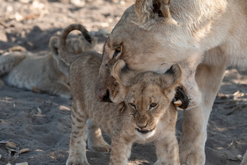 Lion cubs engage in playful activities like tumbling and play-fighting with their mothers and siblings on the savanna to develop essential survival skills, build strength, and strengthen social bonds 