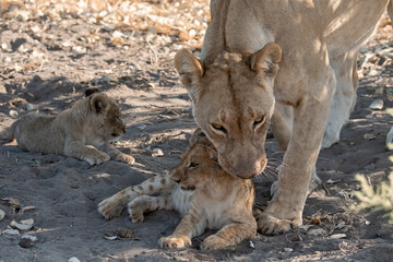 Lion cubs engage in playful activities like tumbling and play-fighting with their mothers and siblings on the savanna to develop essential survival skills, build strength, and strengthen social bonds 