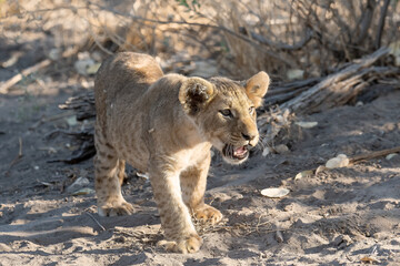 Lion cubs engage in playful activities like tumbling and play-fighting with their mothers and siblings on the savanna to develop essential survival skills, build strength, and strengthen social bonds 