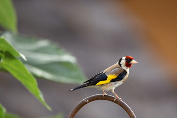 Stieglitz beobachtet die Umgebung